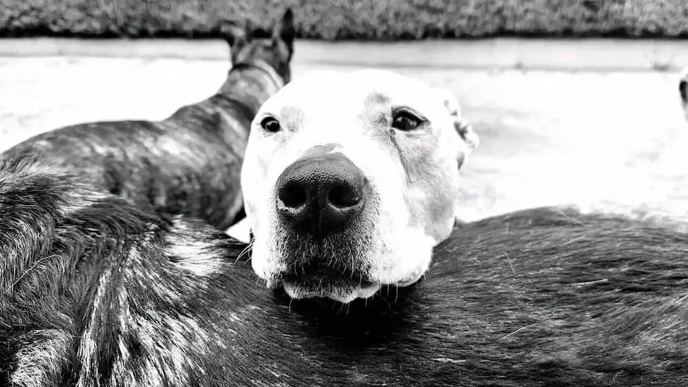 pitbull in black and white