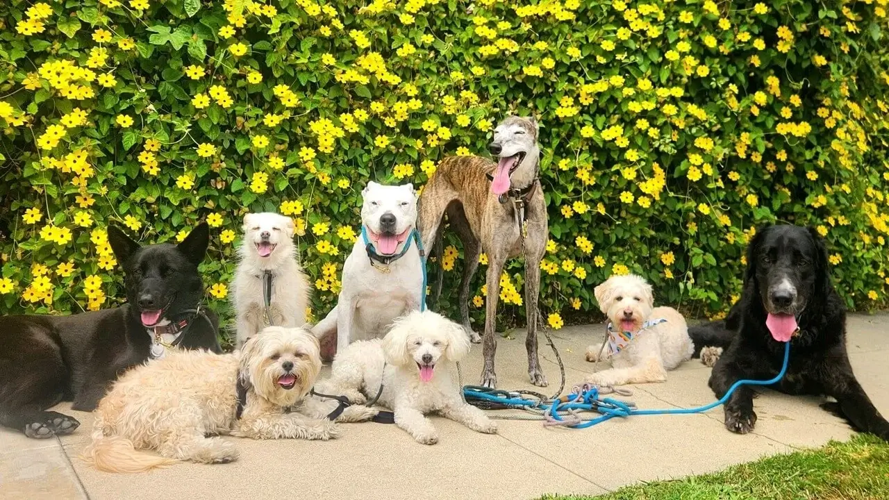 pack of pups posing in front of flower patch