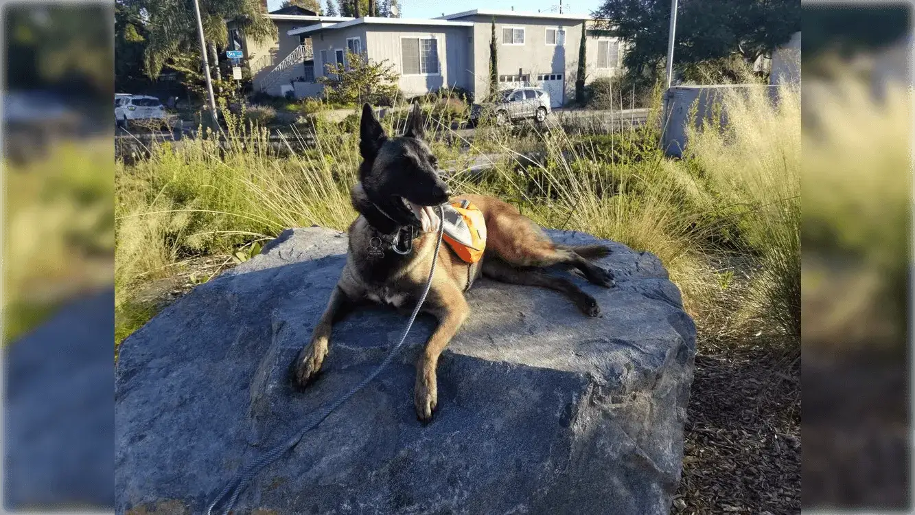 Dog sitting and panting on a rock