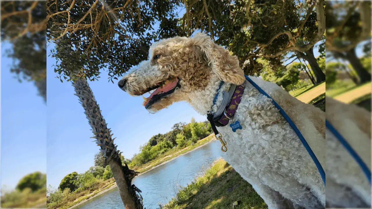 Poodle mix smiling in a park