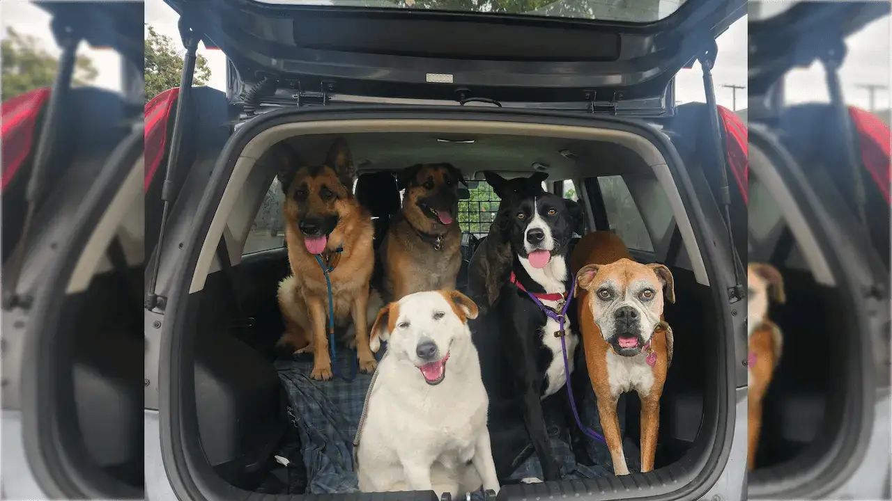 Pack of dogs smiling from the back of a car