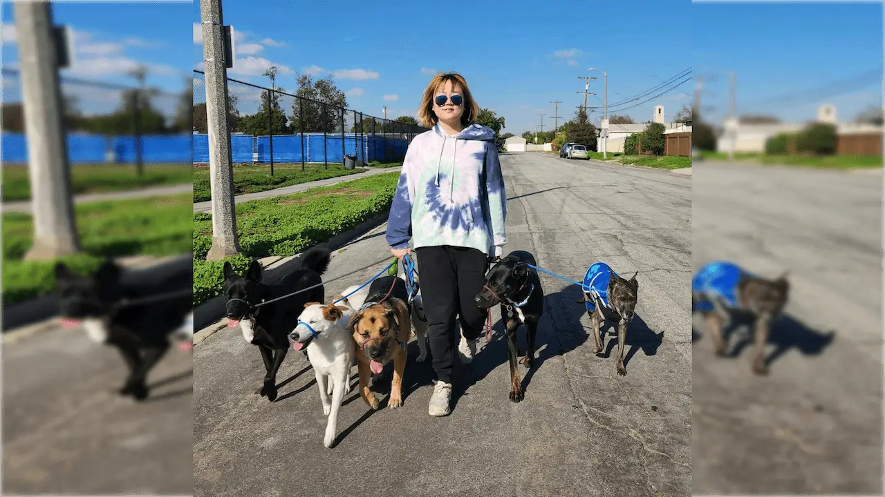 person in sunglasses confidently leading a small pack of dogs