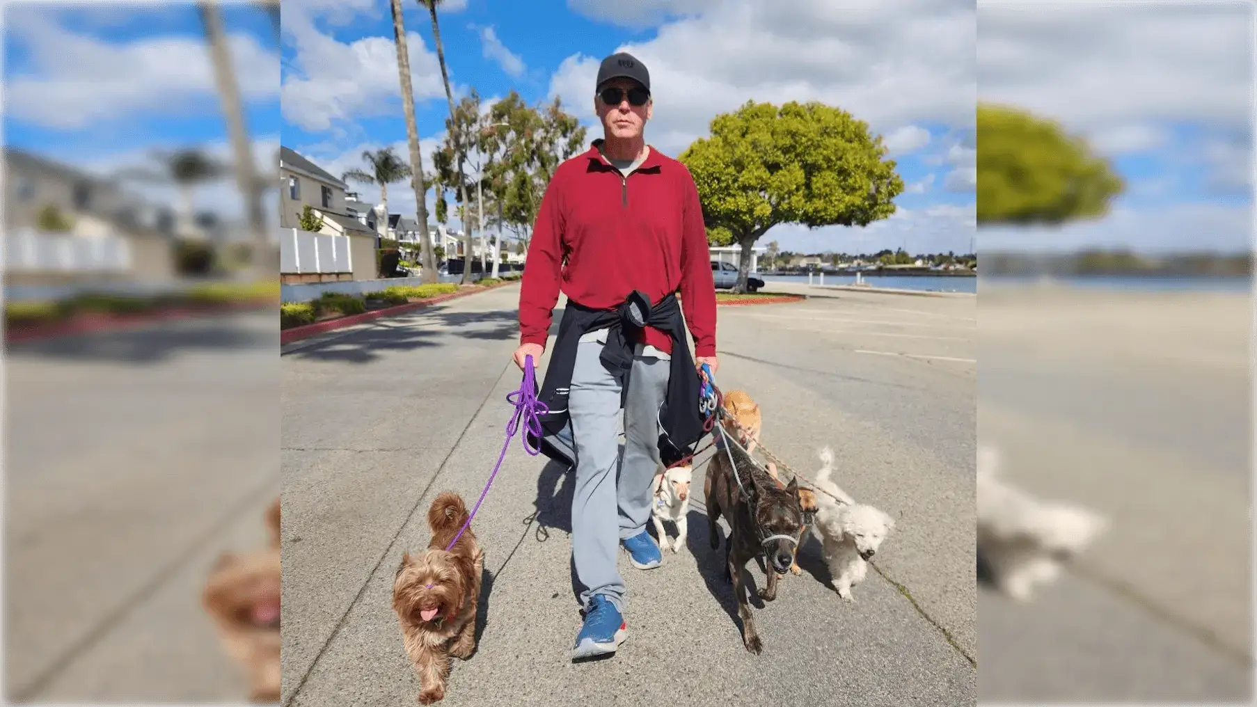 Person walking a pack of small dogs