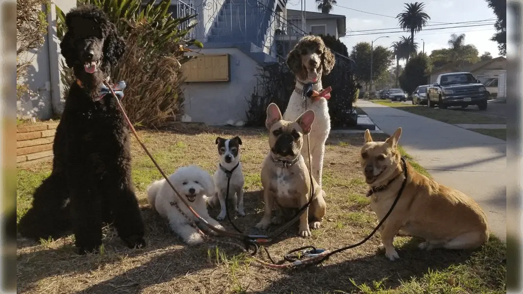 Group of happy dogs looking into the camera