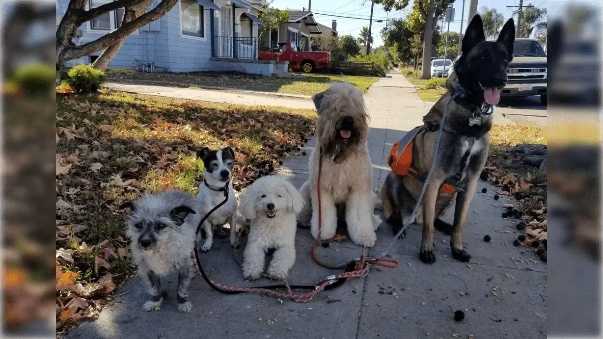 Group of happy dogs on sidewalk