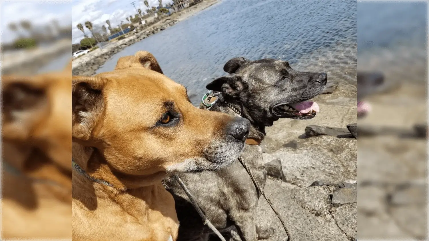 Two dogs looking out over a body of water