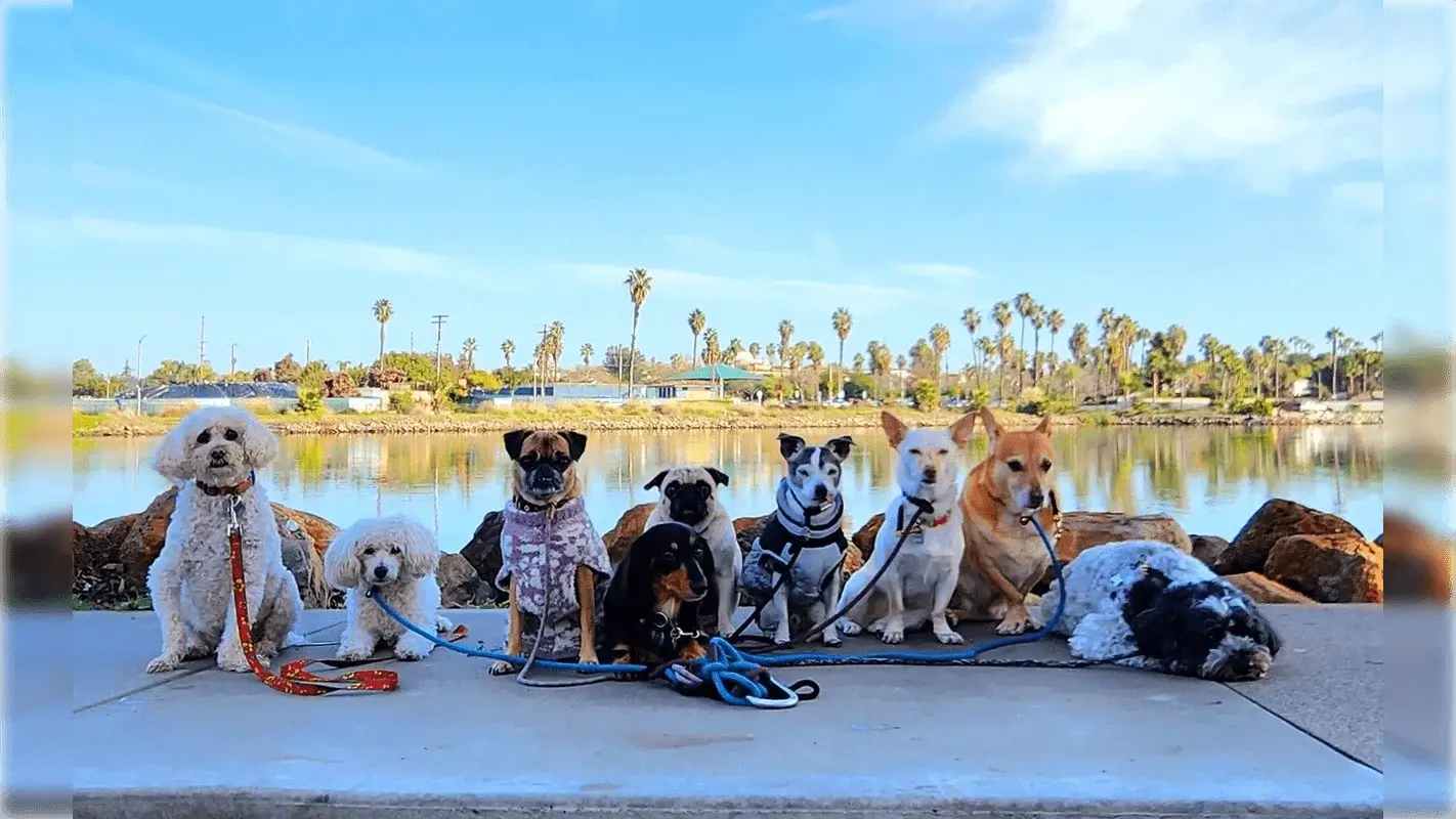 pack of dogs posing in front of a lake