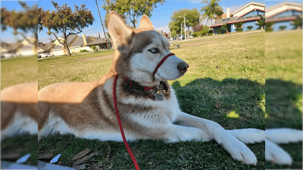 Husky sitting in the shade