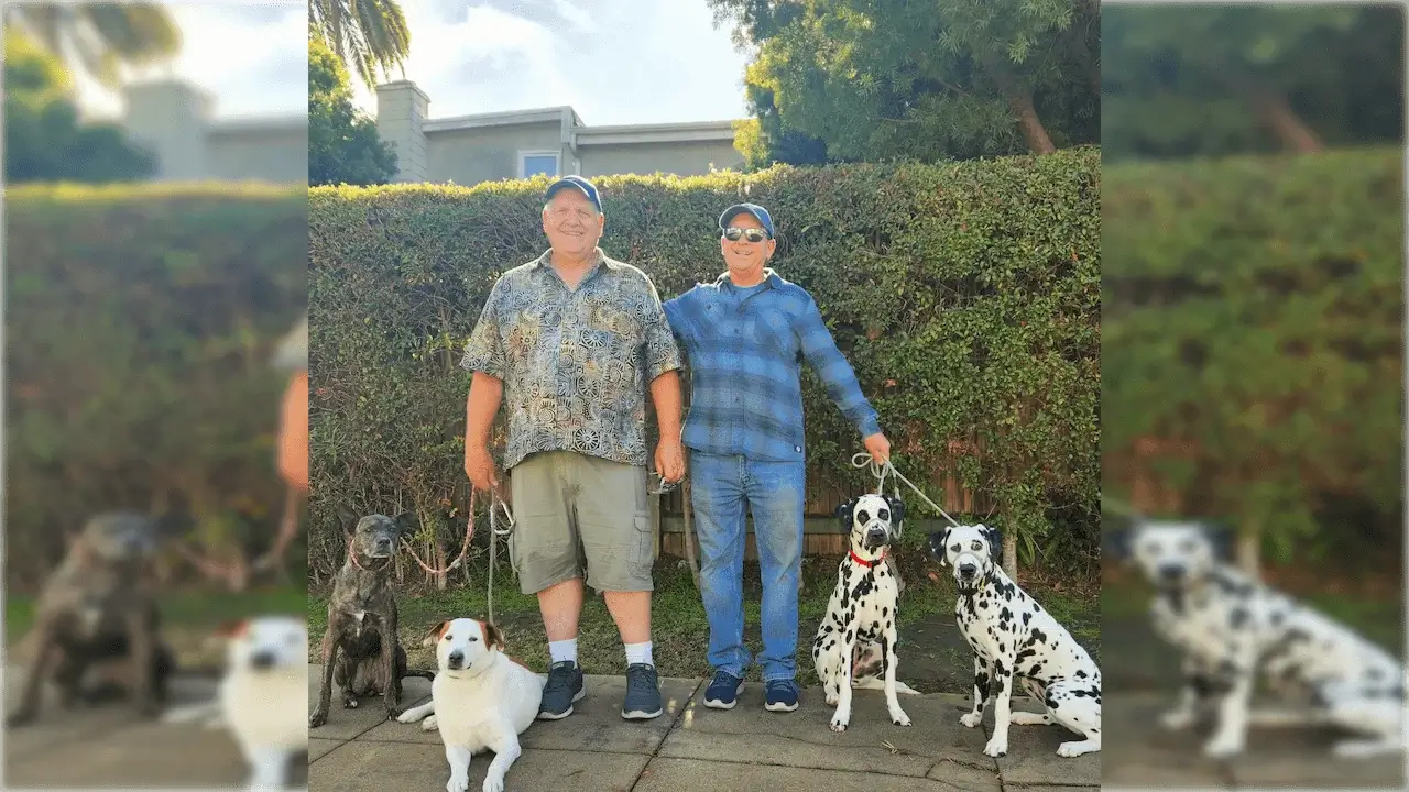 two people smiling and holding four dogs by their leashes