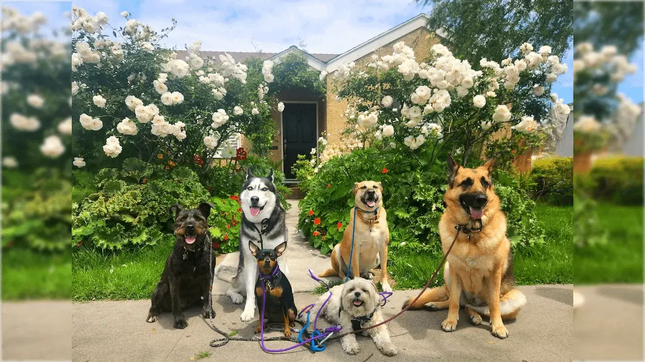 pack of dogs posing in front of a house garden