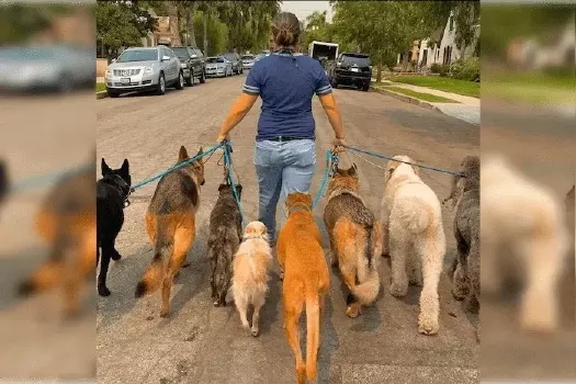 Yasmeen walking a pack of dogs