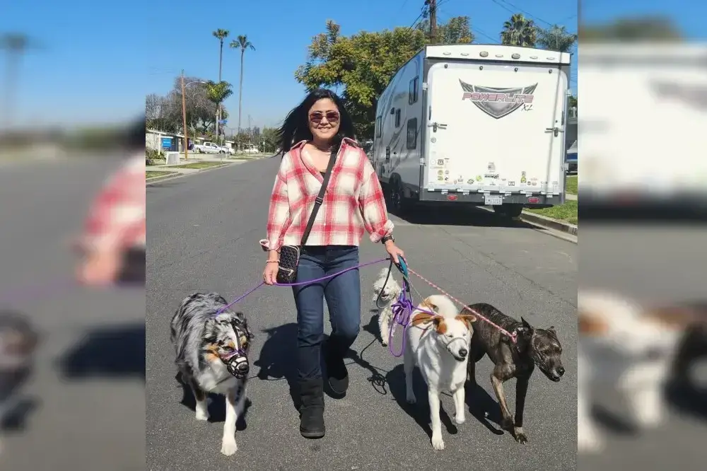 person walking a small pack of dogs