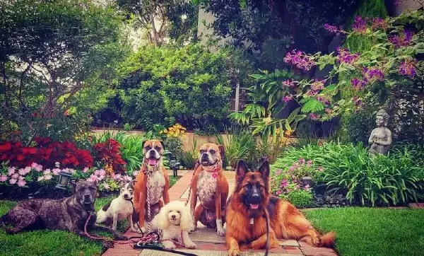 A pack of dogs smiling in front of a flowery path